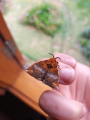 Lepidoptera