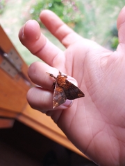 Lepidoptera