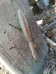 Tenodera sinensis