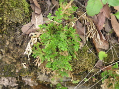 Selaginella novoleonensis
