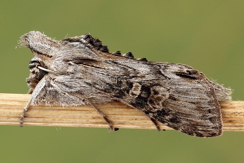 Cudweed (moth)