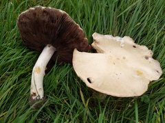 Agaricus urinascens