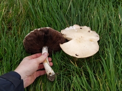 Agaricus urinascens
