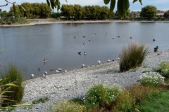 Branta canadensis maxima