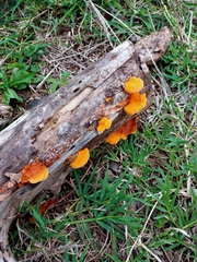 Fungi