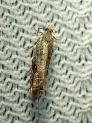Epinotia solicitana