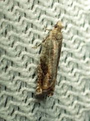Epinotia solicitana