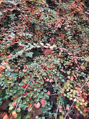 Cotoneaster horizontalis
