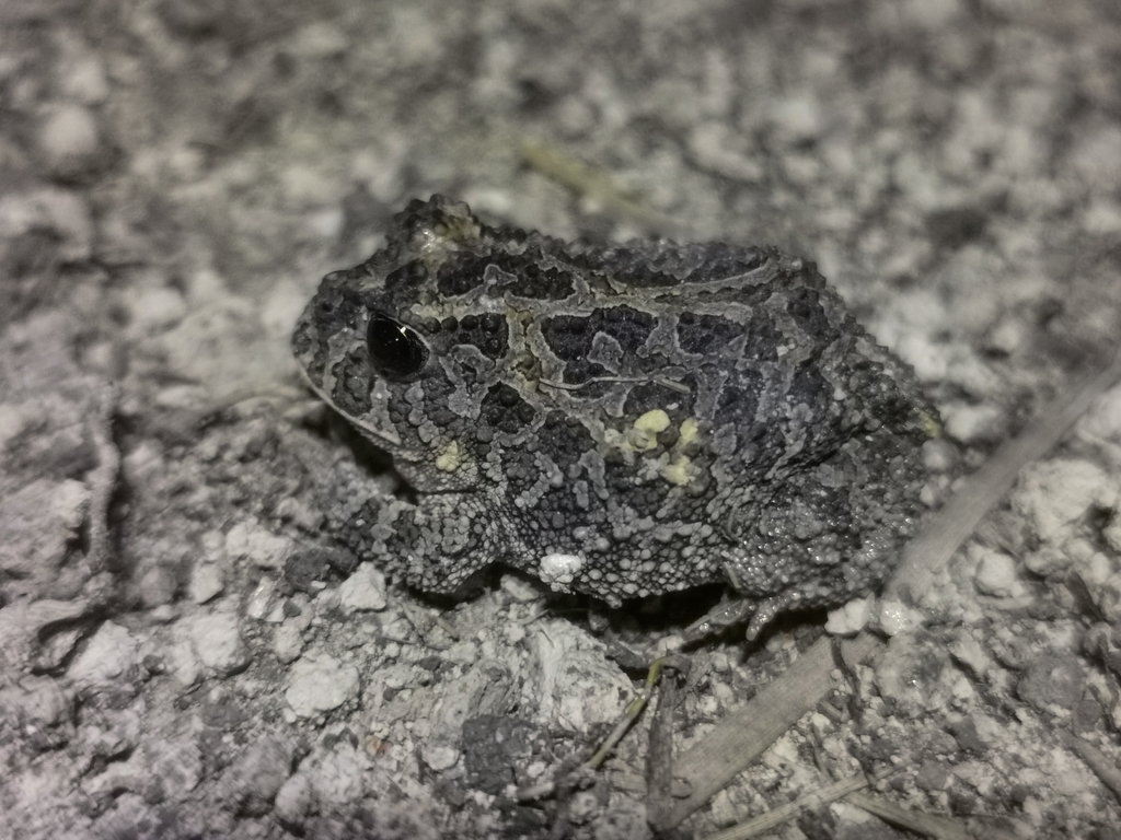 Odontophrynus salvatori