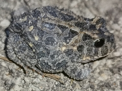 Proceratophrys salvatori