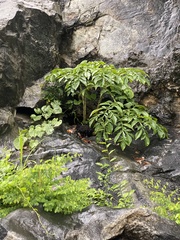 Amorphophallus paeoniifolius