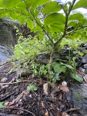 Amorphophallus paeoniifolius