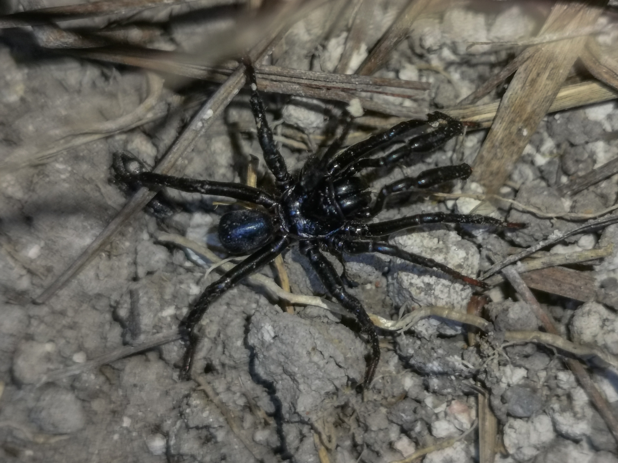 Actinopus candango Miglio, Pérez-Miles & Bonaldo, 2020