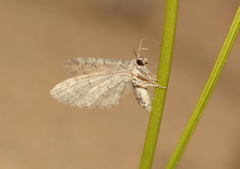 Eupithecia dominaria