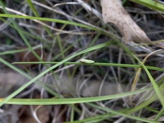 Draeculacephala antica