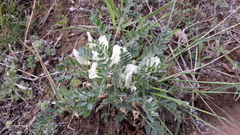 Oxytropis includens
