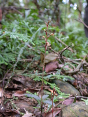 Zeuxine agyokuana
