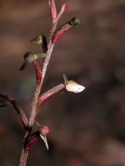 Zeuxine agyokuana
