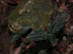 Zeuxine agyokuana