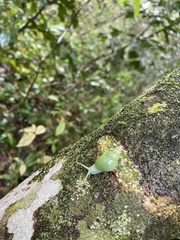 Leiostracus perlucidus