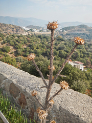 Onopordum bracteatum