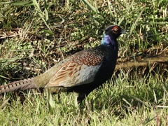 Phasianus versicolor