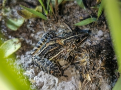 Leptodactylus furnarius