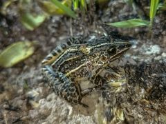 Leptodactylus furnarius