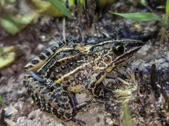 Leptodactylus furnarius