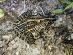 Leptodactylus furnarius