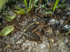 Leptodactylus furnarius