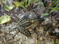 Leptodactylus furnarius