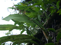 Eria scabrilinguis