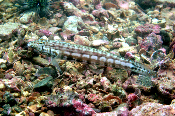 Piano Sandperch