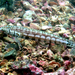 Piano Sandperch - Photo (c) Allen W.L. To, some rights reserved (CC BY)