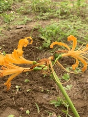 Lycoris aurea