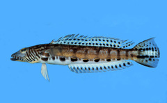 Piano Sandperch photo 2