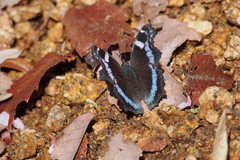 Kaniska canace nojaponicum