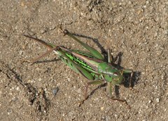 Gampsocleis sedakovii