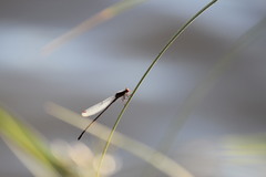 Pseudagrion sublacteum sublacteum