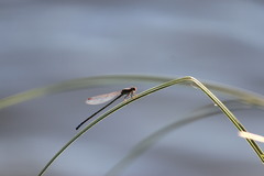 Pseudagrion sublacteum sublacteum