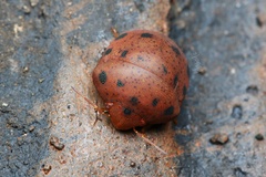 Hyperoncus lateritius