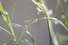 Pseudagrion sublacteum sublacteum
