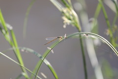 Pseudagrion sublacteum sublacteum