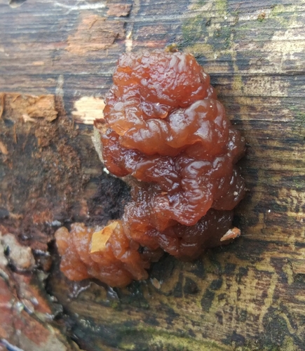 Exidia saccharina Fr.