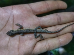 Anolis meridionalis