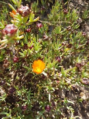Lampranthus glaucoides