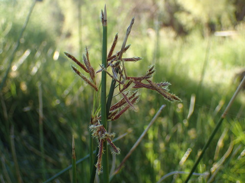 Image of Matting Sedge by (c) Mahomed Desai, some rights reserved (CC BY)