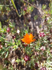 Lampranthus glaucoides