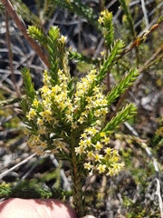Struthiola striata
